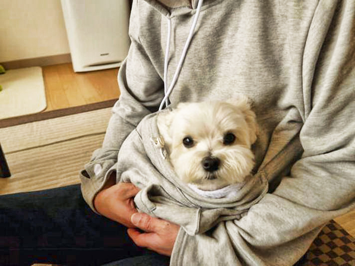 What Will Happen If You Sneak Your Pet into Your Apartment? – Local Records Office