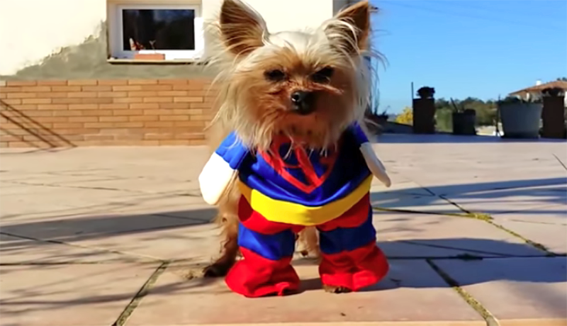 local-records-office-dogs-costume
