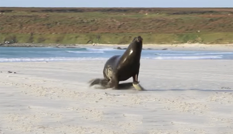 local_records_office_seattle_sealion_killing