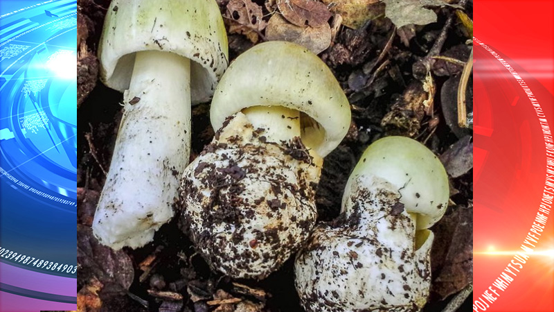 local_records_office_mushrooms