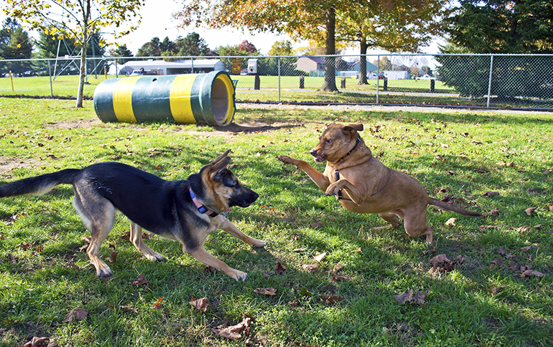local_records_office_dog_park