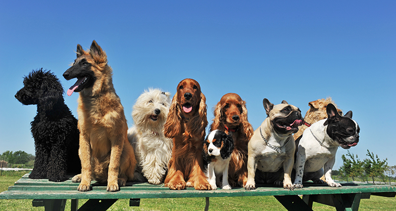 local_records_office_pets_dogs
